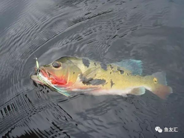 霹雳马三兄弟(cichla vazzoreli,cichla thyrosus,cichla pinima)