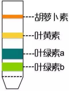 " 想起高中被分离提取叶绿体中的色素的实验支配的恐惧.图源:iaweg.