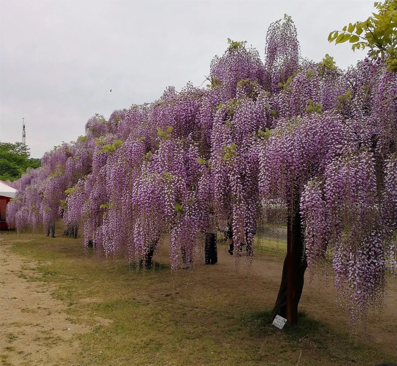 品种简介:日本长穗紫藤花,品种花朵硕大,花色鲜艳.