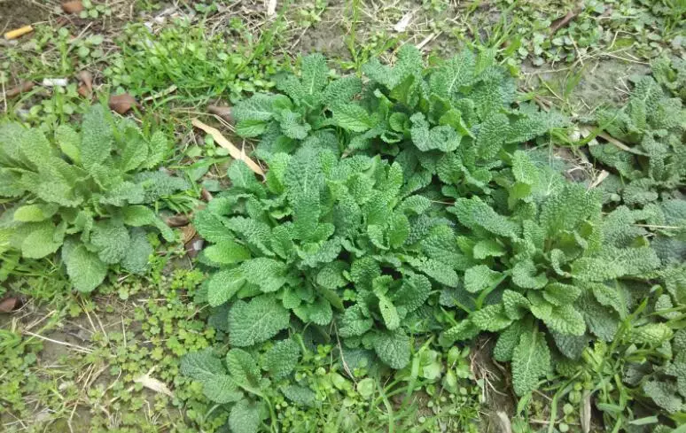 雪见是草本植物,它有个别名叫"猪婆草"……雪见【杨幂饰】飞蓬是治疗