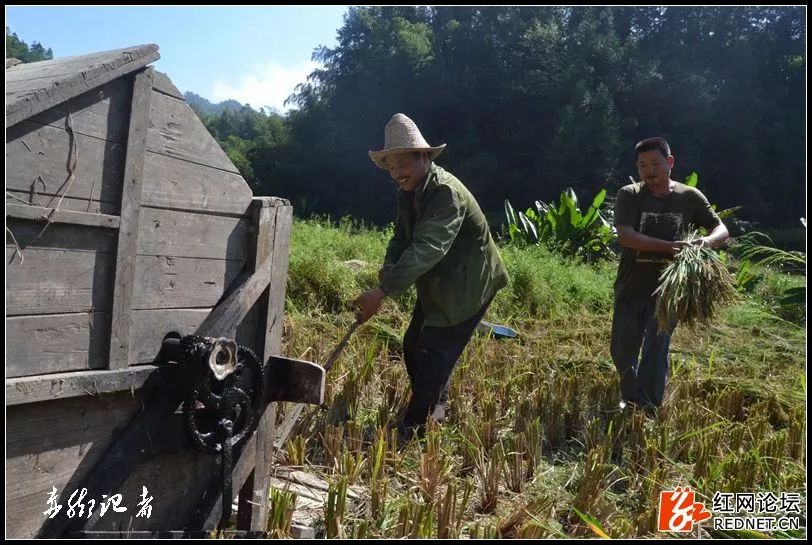 在马迹塘大部分乡村,脚踩式打稻机在九十年初就由柴油机,电动机作为