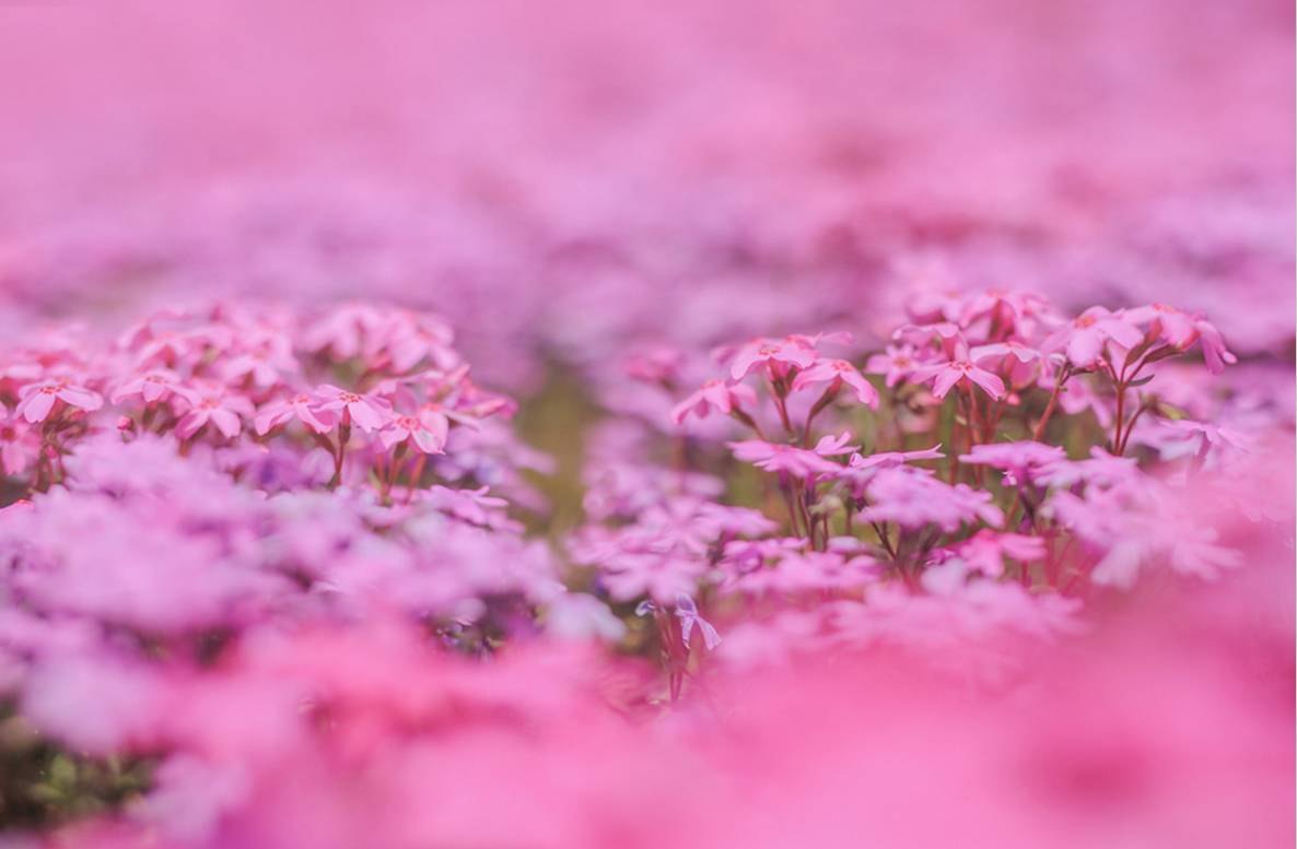 壮观美丽 好像走进一片粉红色的世界 彷佛置身在厚厚的粉色花海里