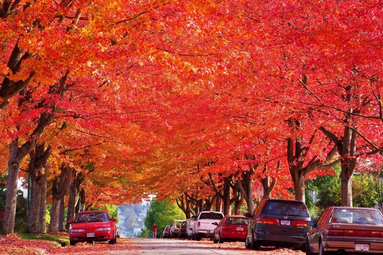 加拿大 | 一条全长800公里的公路，承包了加拿大秋色的枫叶美景