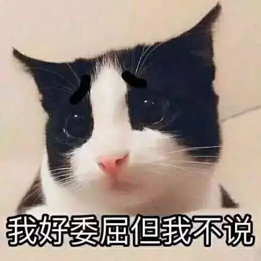 壁纸 动物 猫 猫咪 小猫 桌面 520_520