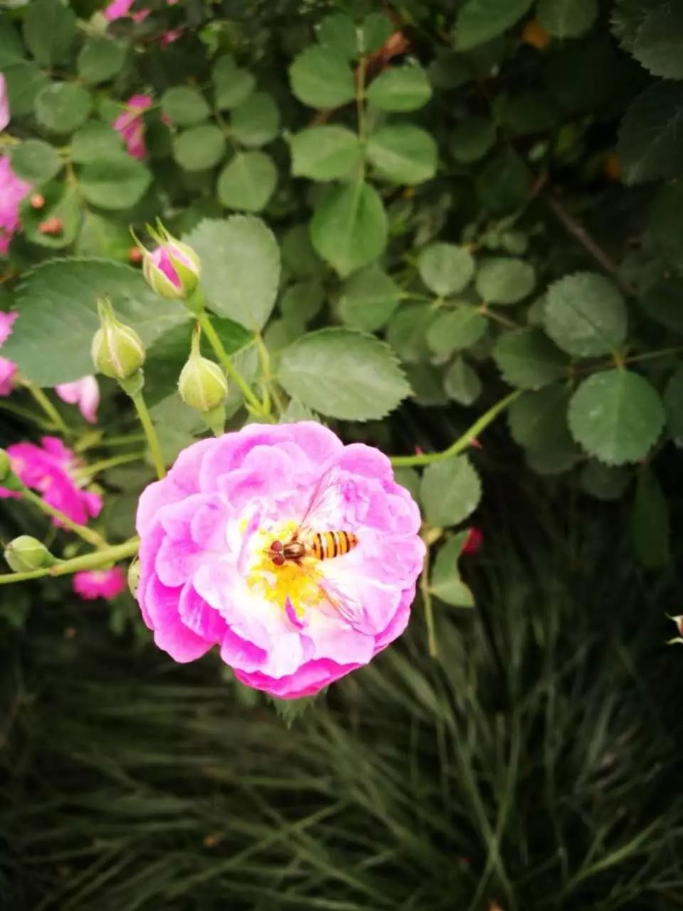 就连勤快小蜜蜂都被这甜美的玫瑰花吸引,在花里流连忘返,久久不愿离去