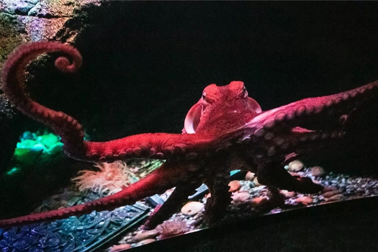 【给孩子的博物学】海洋怪物——章鱼