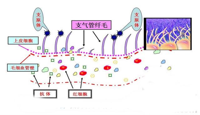 人口呼吸系统_呼吸系统(2)