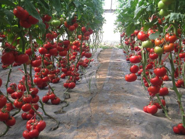 种植番茄