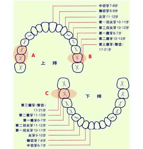 一般情况下,人的牙齿都是上下14颗,共28颗,再加上4颗智齿(上下左右