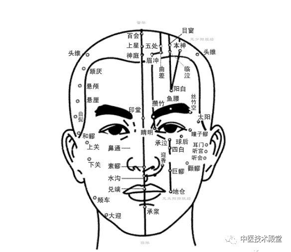 头部穴位图(正面)