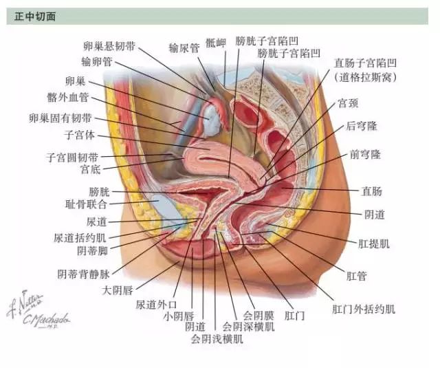 本页中两幅切面解剖图显示了子宫与其周围组织的关系.