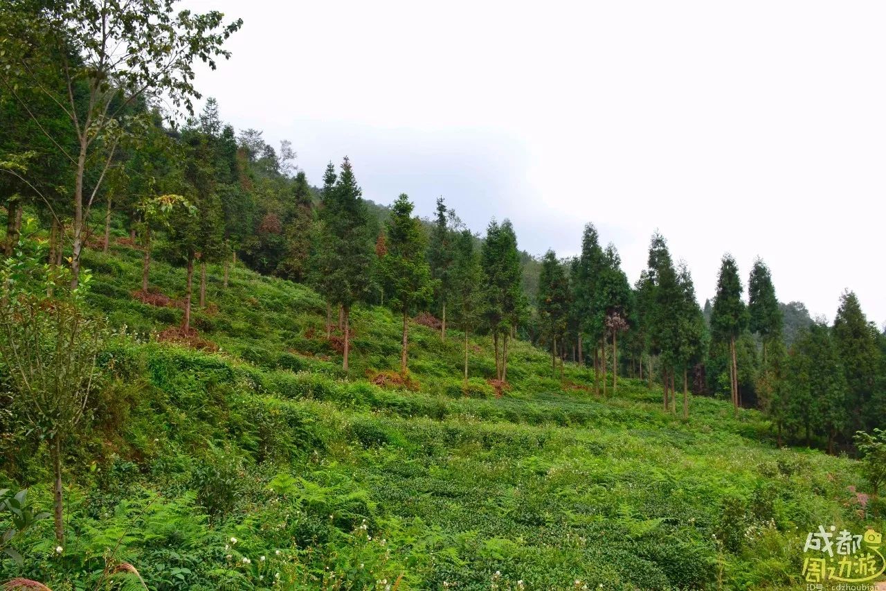 民宿就在蒙顶山景区上面,刚好避开了嘈杂的人流,又享有了蒙顶山的风景