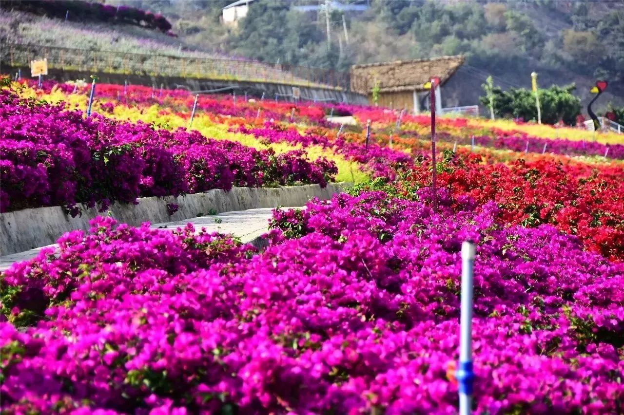 大量外来人口对攀枝花杨花_攀枝花花图片(2)