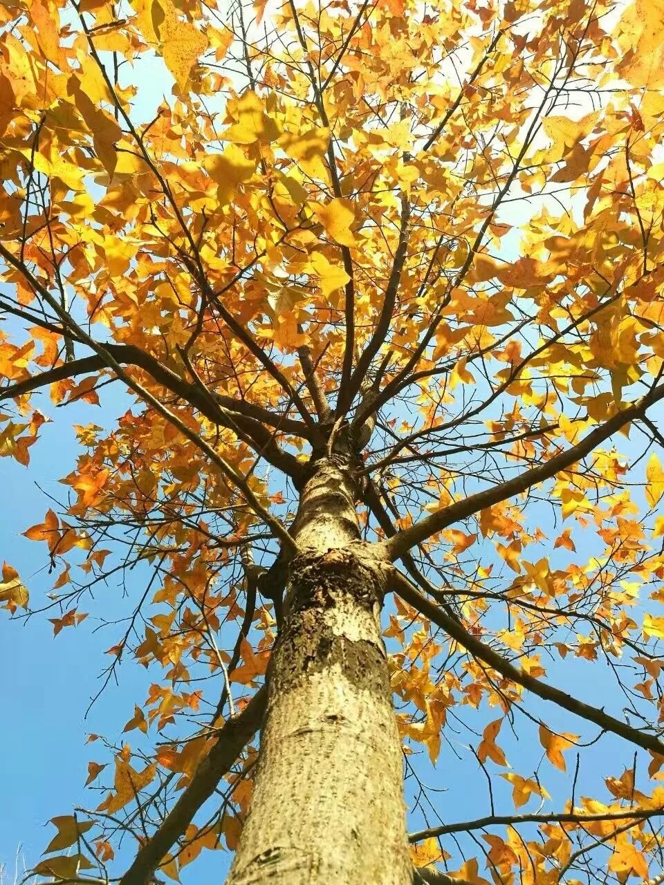 几天你是否已经感受到了天气的恶意呢 还是说其实你已经feel到了秋天