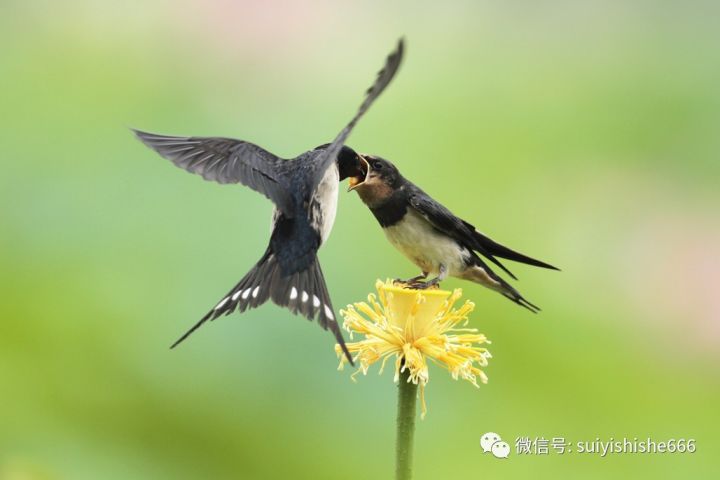 秋来燕安好