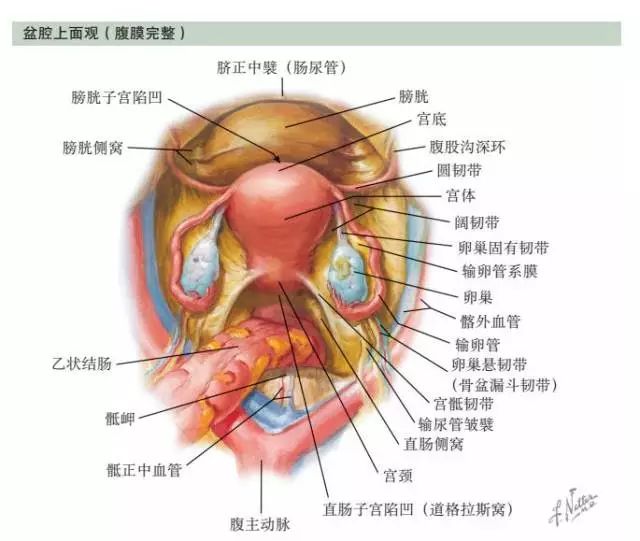 收藏!最全面实用的基础盆腔解剖手绘图谱