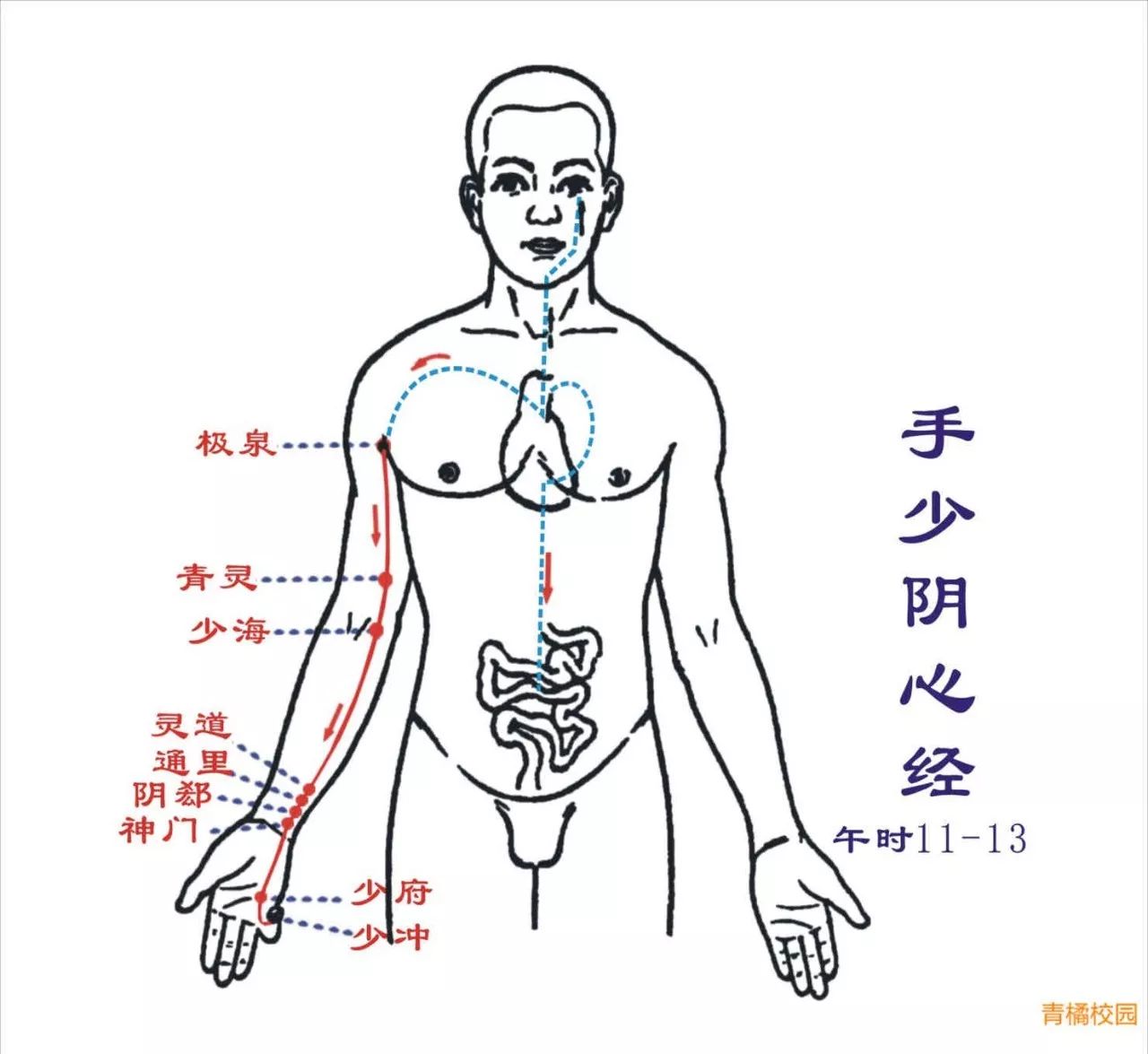 【针灸】脾经,心经,小肠经经络循行图!收图!