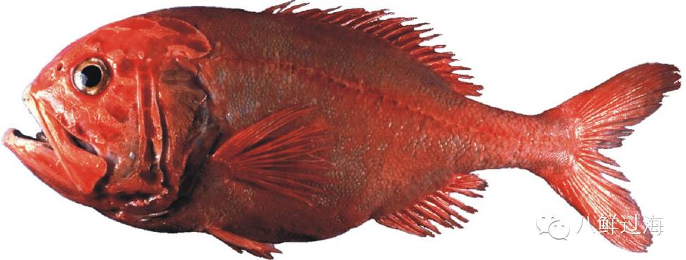 新西兰长寿鱼海鲜界超长待机的大红鱼