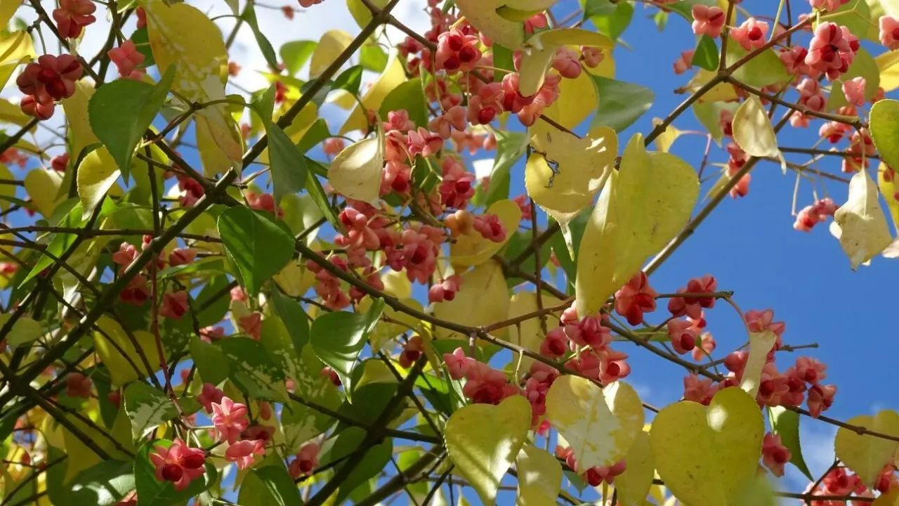 丝棉木还可嫁接北海道黄杨,大叶黄杨,扶芳藤等常绿树种.