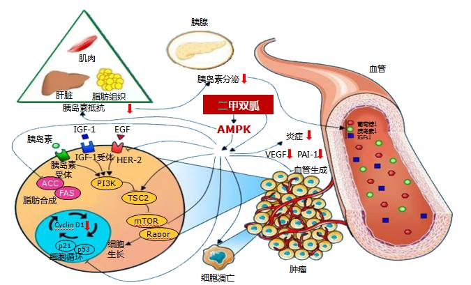 降糖护肾余学锋教授余学锋教授阐述了二甲双胍与乳酸酸中毒之间的关系