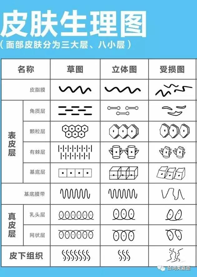 面部皮肤分为几层,你知道吗?