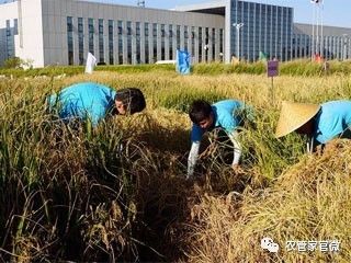 海水也可以种水稻?数亿亩盐碱地望成粮仓!