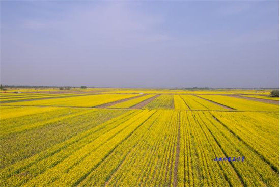 图说:子牙花海