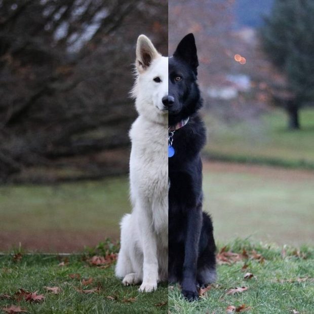 天生一对!这对"黑白牧羊犬"的婚纱照在网上爆红,真心好看太配了!