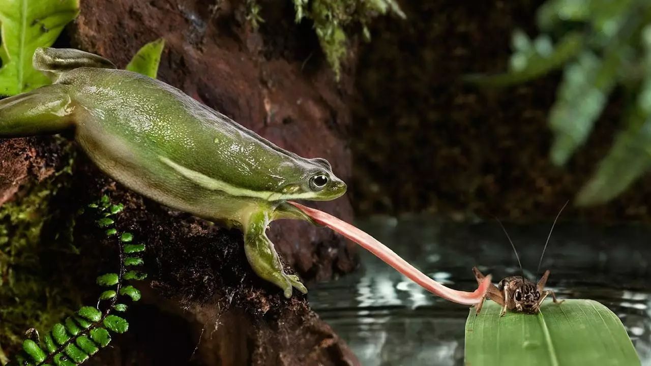 青蛙的舌头黏住食物吞不下去怎么办?用眼球推啊!