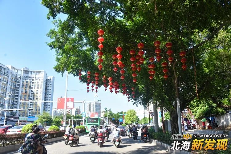 【北海新发现no.7】西藏路花正艳,"长青路夜市"准备复活.