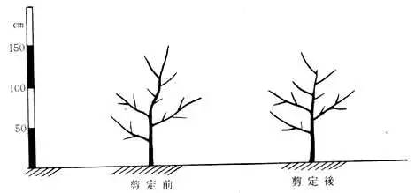 日本高品质的苹果树形——开心形的特点与整形方法