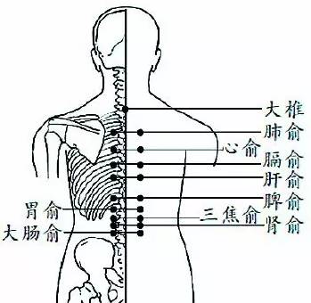 功效中医认为肥胖主要原因是脾胃运化功能出现问题,脾胃运化出现问题