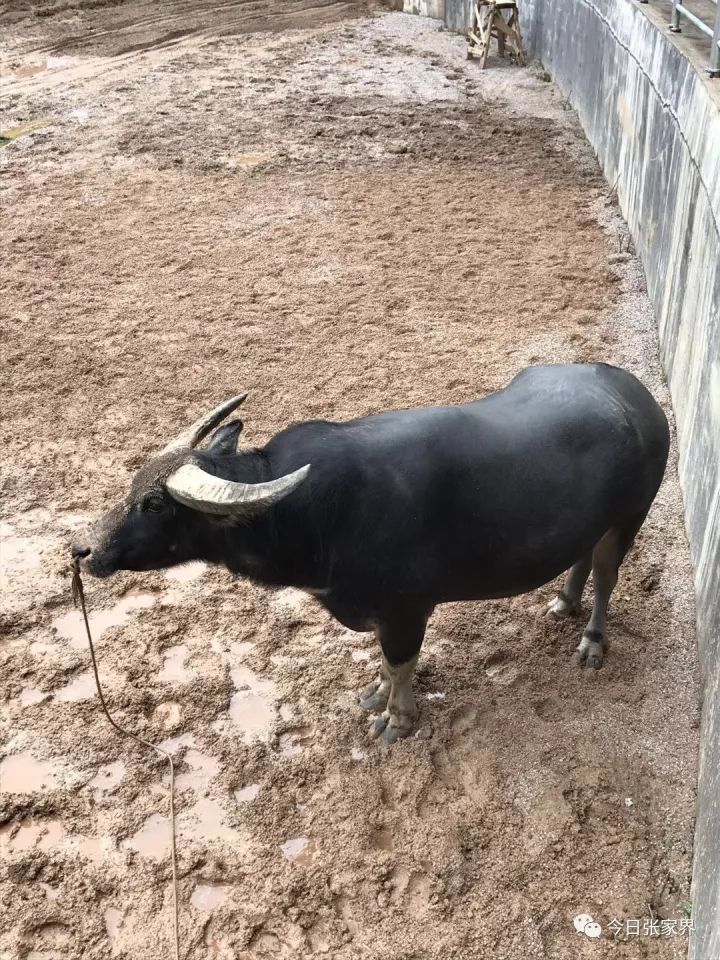 10月1日,张家界首届中国"超级牛王"斗牛争霸赛要开始了!