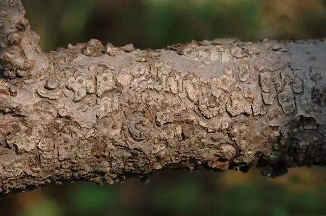 树枝的皮孔周围会出现近圆形的近深红色的病斑,严重时会出现树皮开裂