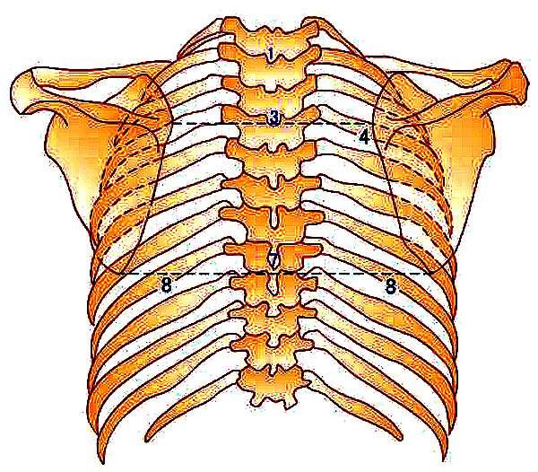 胸椎、颈椎、腰椎、骨棘突定位（图文详解）_手机搜狐网