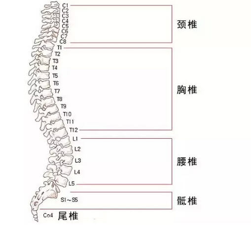 脊椎不好,惹来几十种病!这些不适暗示它出问题了!