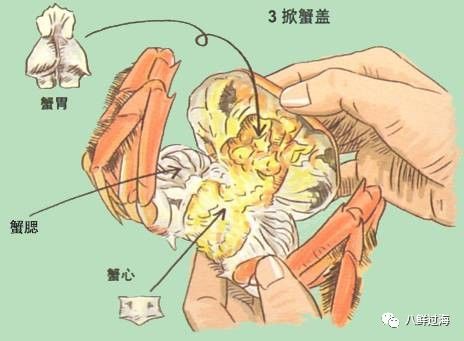 大闸蟹蟹腮,蟹心,蟹胃的位置