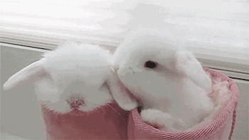 家养兔子:兔子洗耳朵是为什么,兔子洗耳朵有什么用