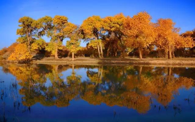 塔里木河,分布着世界唯一的最大原始胡杨林, 这群胡杨林是沙漠中的