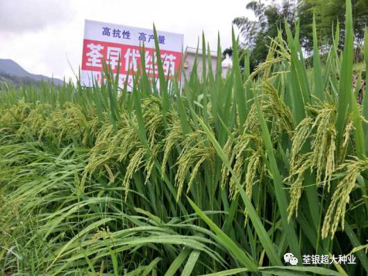 丝苗来袭直播无敌荃早优丝苗