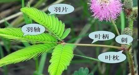 原来含羞草有一个神奇的器官叫"叶枕",是不是头一次听说呐,它里面含有