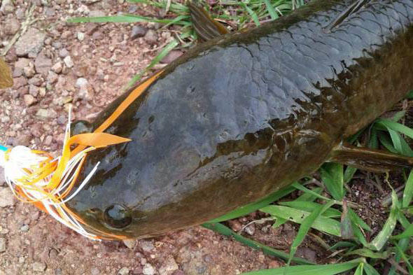 有鱼虎之称的泰国鳢鱼臭水沟里也能生存