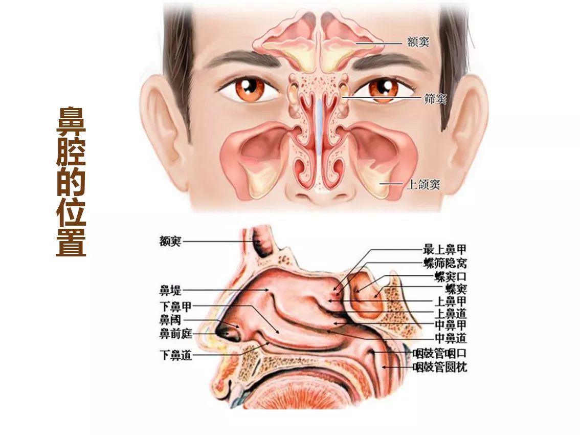 人有四组鼻窦,分别为:上颌窦,筛窦,额窦,蝶窦,上颌窦位于鼻子的两侧