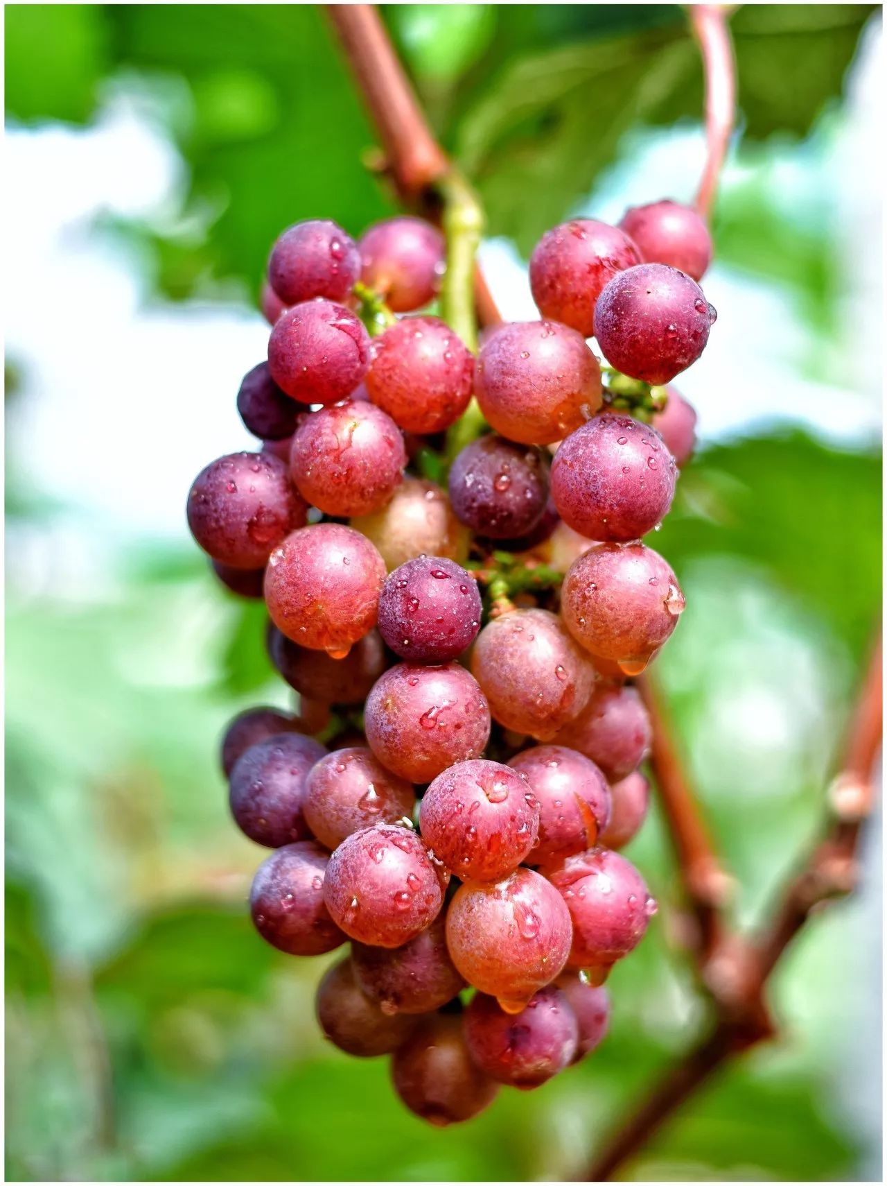 一串串硕大圆润的果实已经藏不住啦,紫红,深红色的葡萄沾着露水,分外