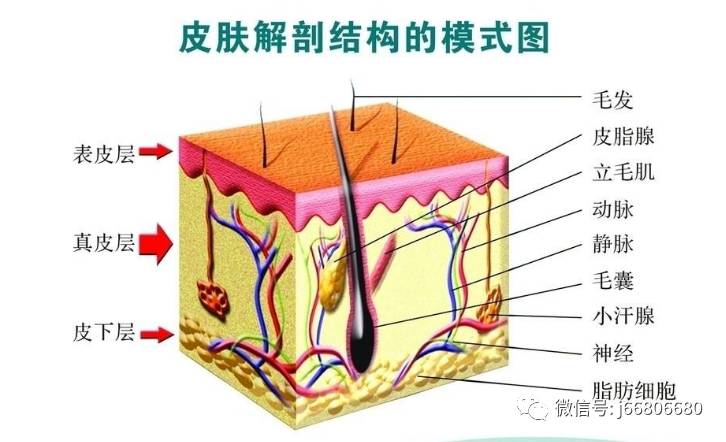 基底层,基底膜带,乳头层,网状层