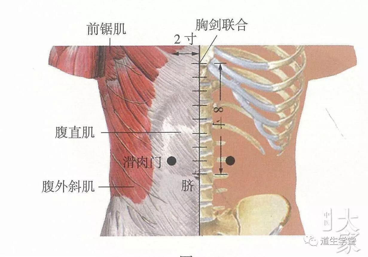 不可不知的穴位丨滑肉门穴