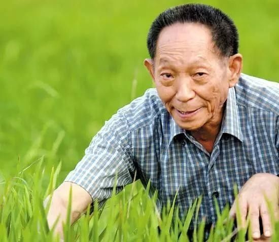 87岁袁隆平的这一世界级突破有多牛水稻亲本去镉技术