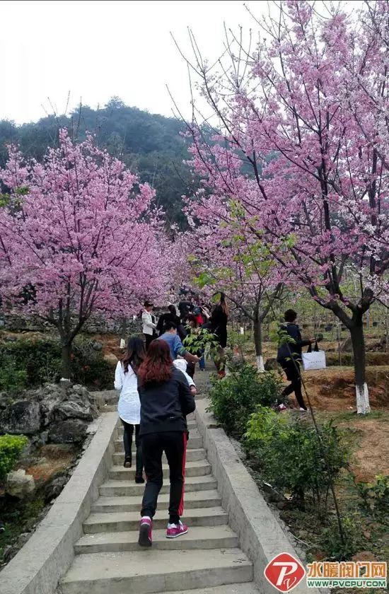 良山樱花观赏园