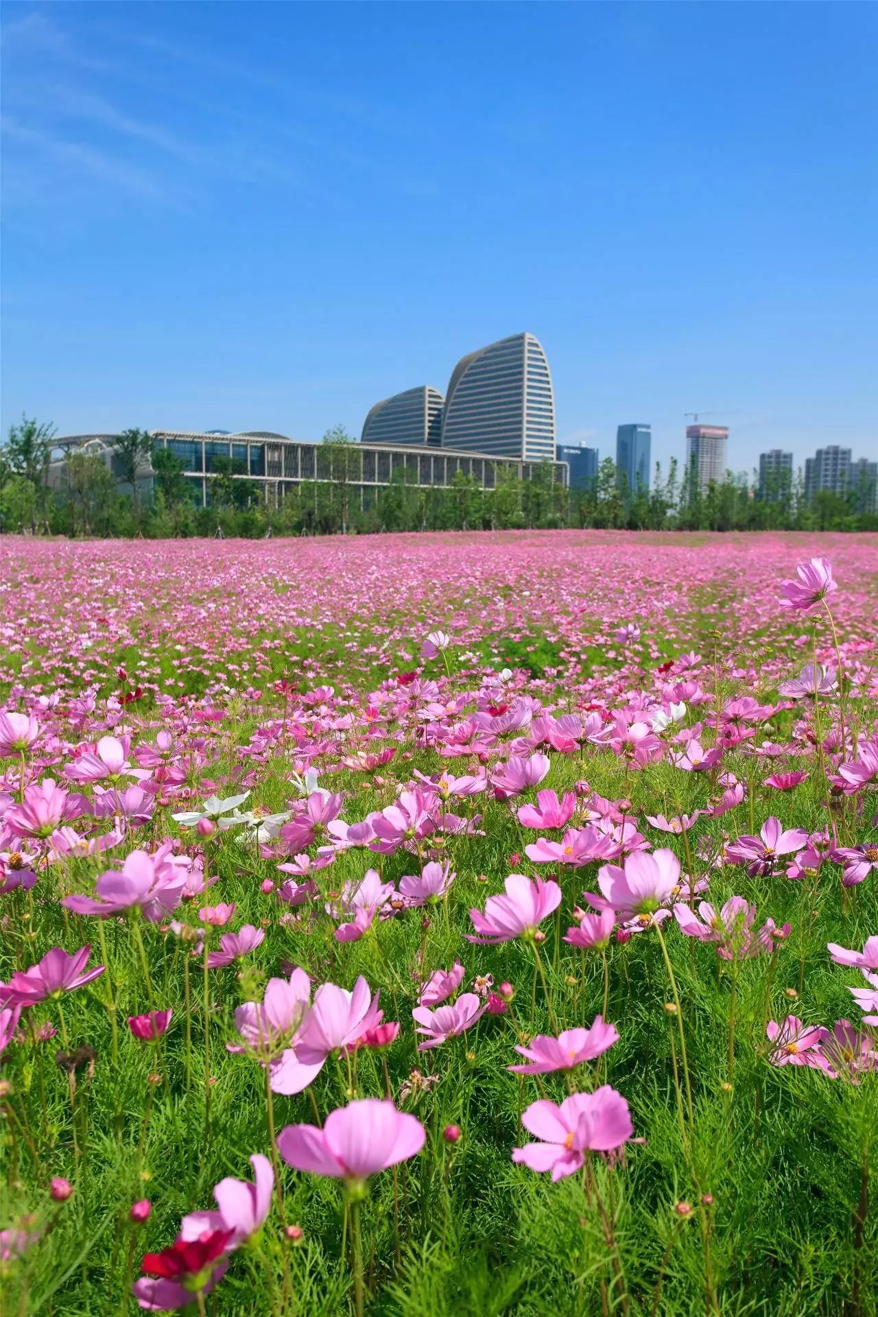 【精选】2017全国风景园林工程项目评选参选项目—浙江金五月生态