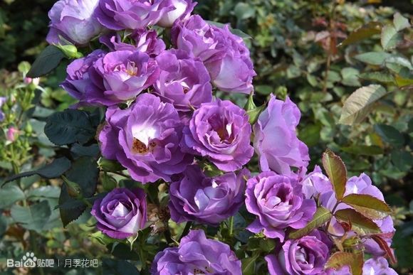 39种蓝紫色月季